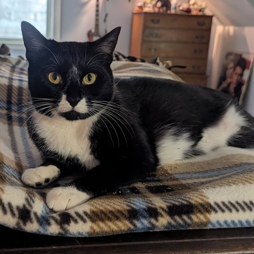 LOU LOU - Domestic Short Hair available for adoption