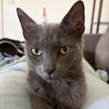 OPAL ALICE - Domestic Short Hair available for adoption