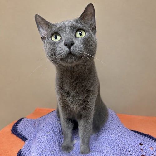 OPAL ALICE - Domestic Short Hair available for adoption