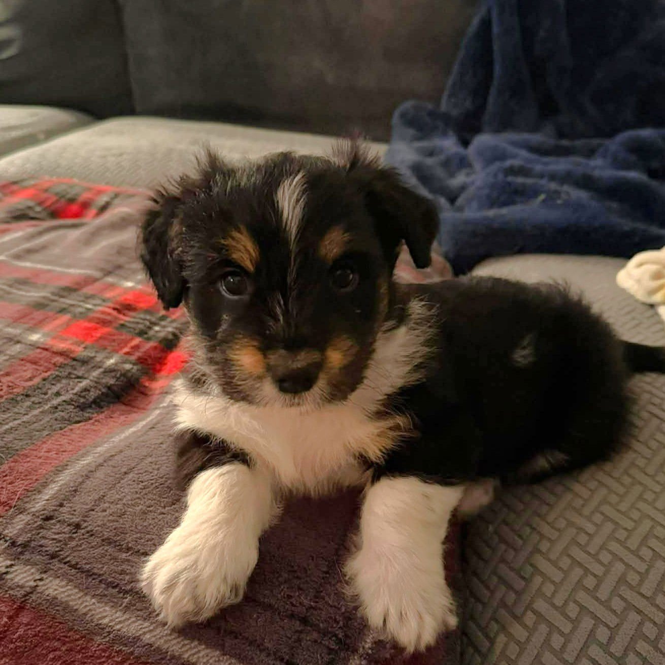 BUTTERBALL - Terrier available for adoption