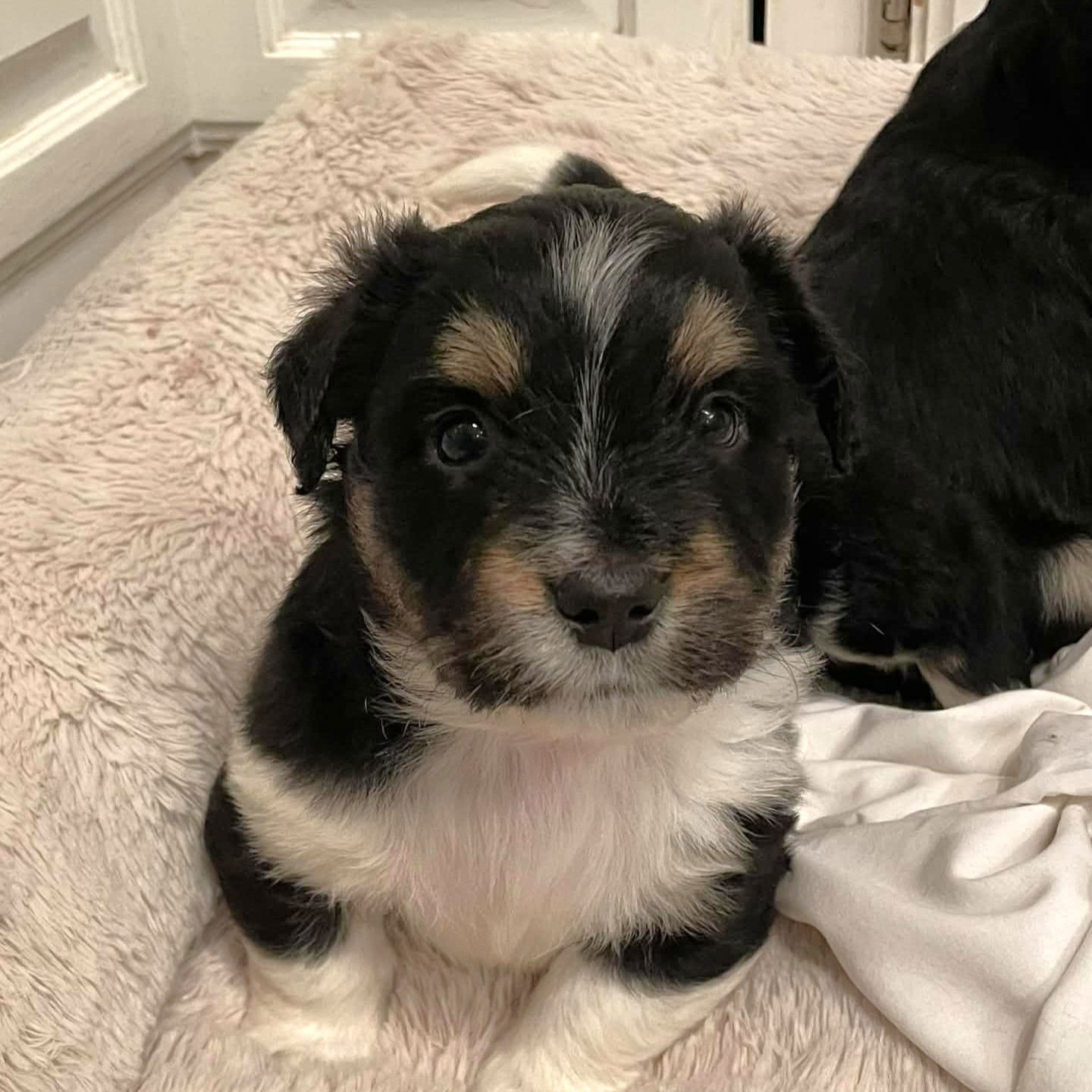 BUTTERBALL - Terrier available for adoption