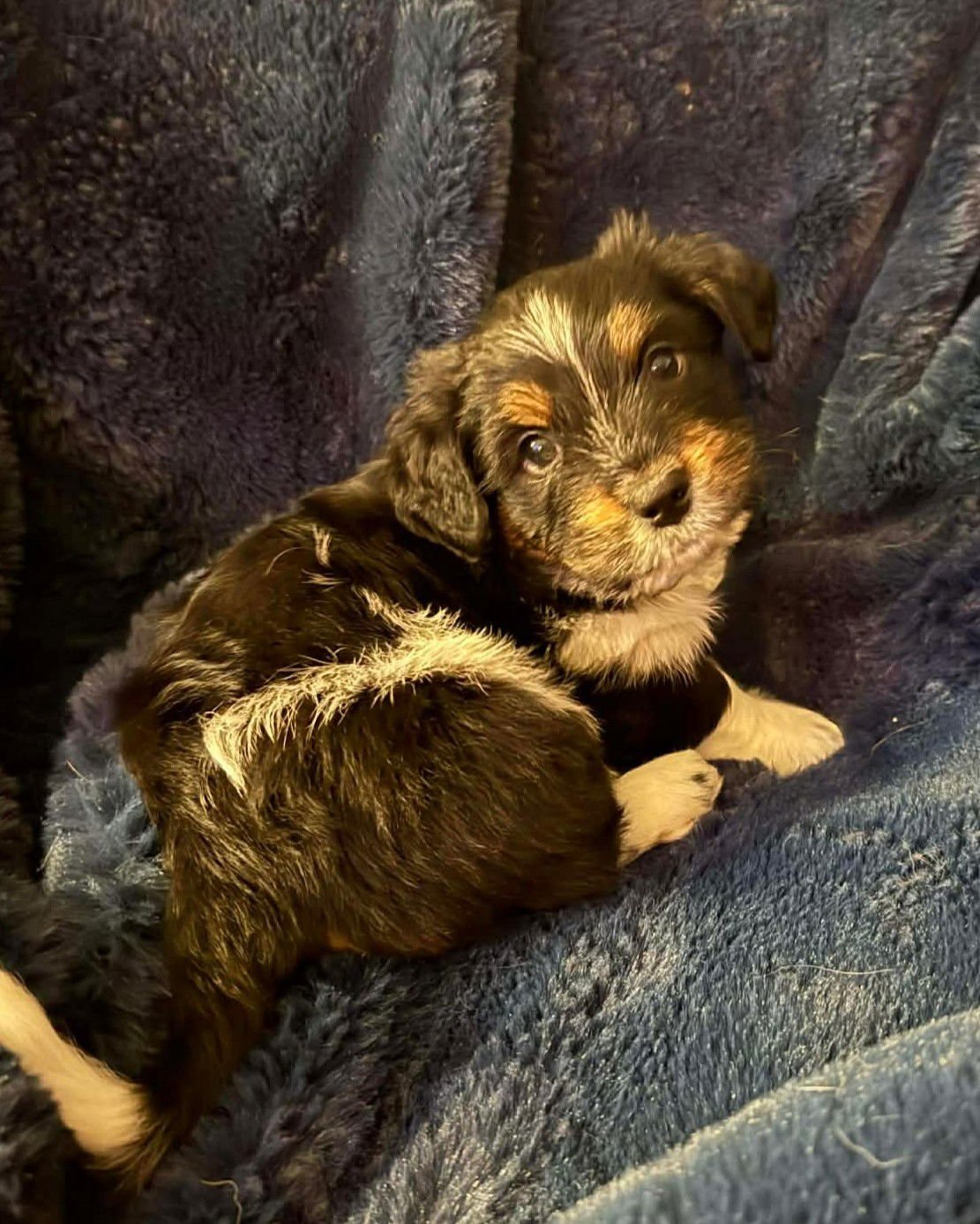 Butterball - Photo 3