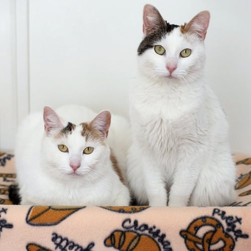 PRETZEL & BAGEL - Domestic Short Hair available for adoption