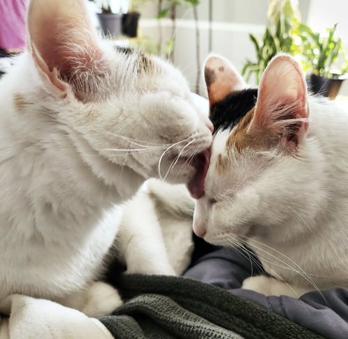 PRETZEL & BAGEL - Domestic Short Hair available for adoption