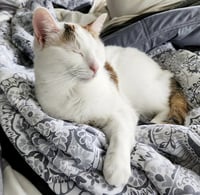 Pretzel & Bagel - Photo 3