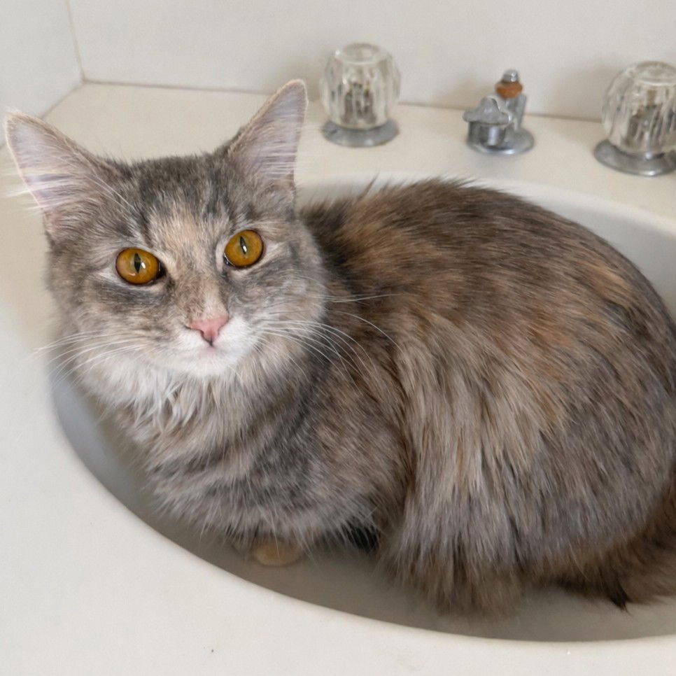 ARABELLA - Domestic Short Hair available for adoption