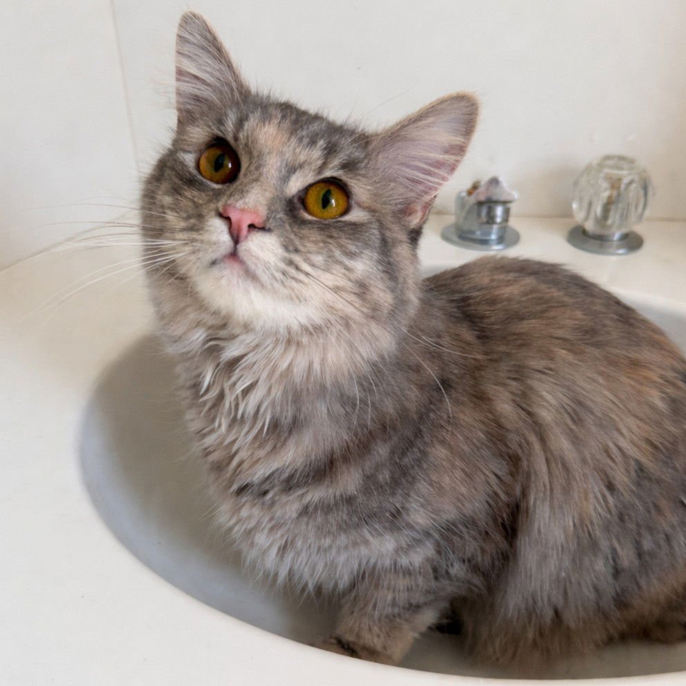 ARABELLA - Domestic Short Hair available for adoption