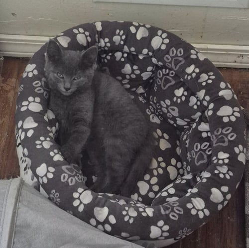RIVER - Domestic Short Hair available for adoption