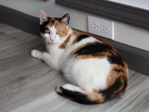 CORAL - Domestic Short Hair available for adoption
