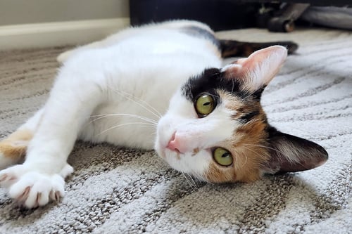 CORAL - Domestic Short Hair available for adoption