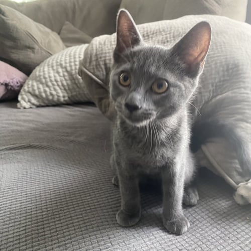 ELLIOTT - Domestic Short Hair available for adoption