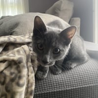 Elliott - Photo 2