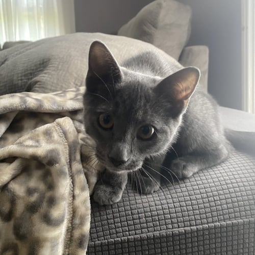 ELLIOTT - Domestic Short Hair available for adoption