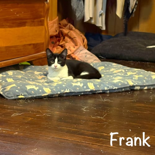 FRANK - Domestic Short Hair available for adoption