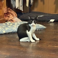 Frank - Photo 2