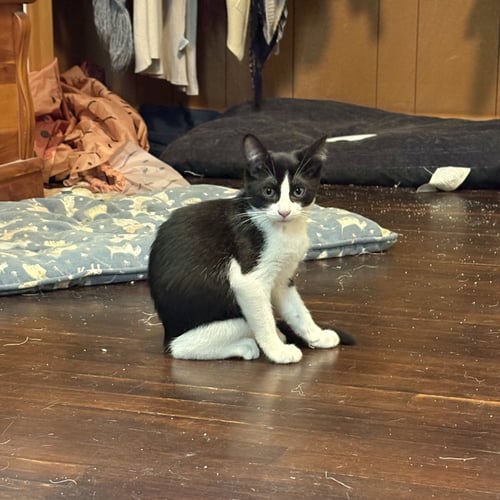 FRANK - Domestic Short Hair available for adoption