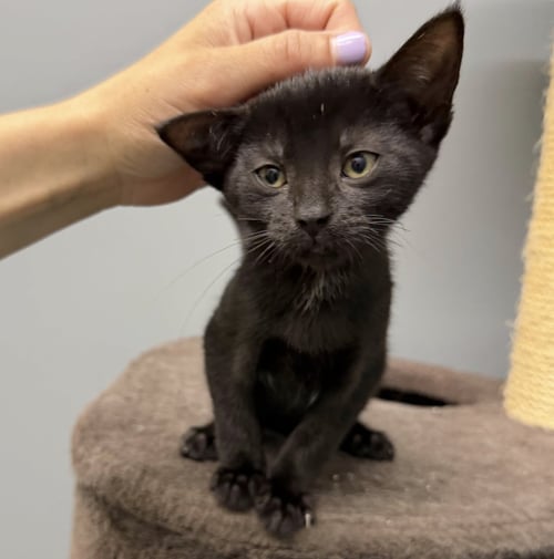 ERNIE - Domestic Short Hair available for adoption