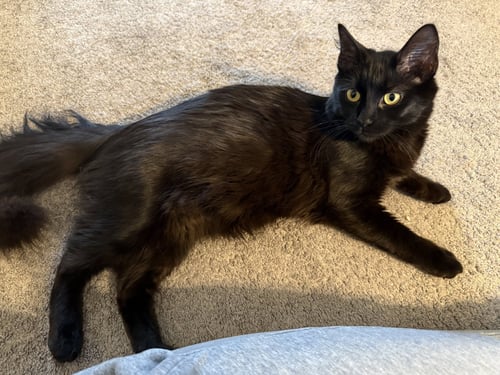 MICA - Domestic Medium Hair available for adoption