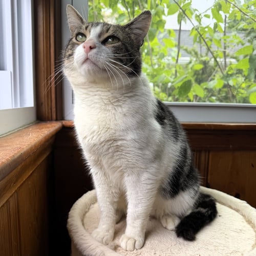 FOREST - Domestic Short Hair available for adoption