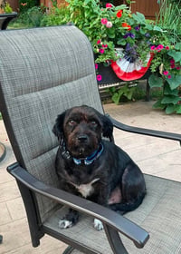 Buddy - Photo 2