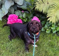 Buddy - Photo 3