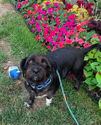 Buddy - Photo 4