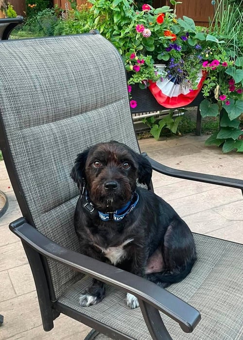 BUDDY - Shih Tzu / Poodle (Miniature) available for adoption