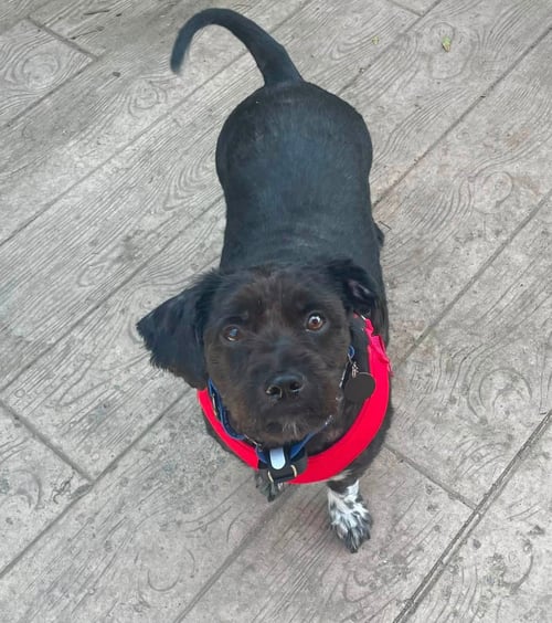 BUDDY - Shih Tzu / Poodle (Miniature) available for adoption