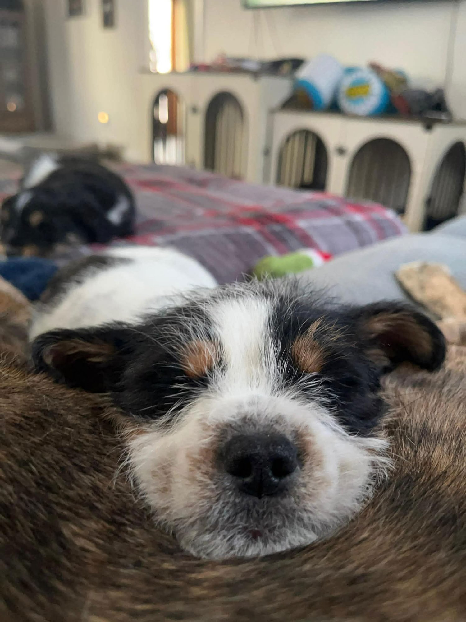 PICKLE - Terrier available for adoption