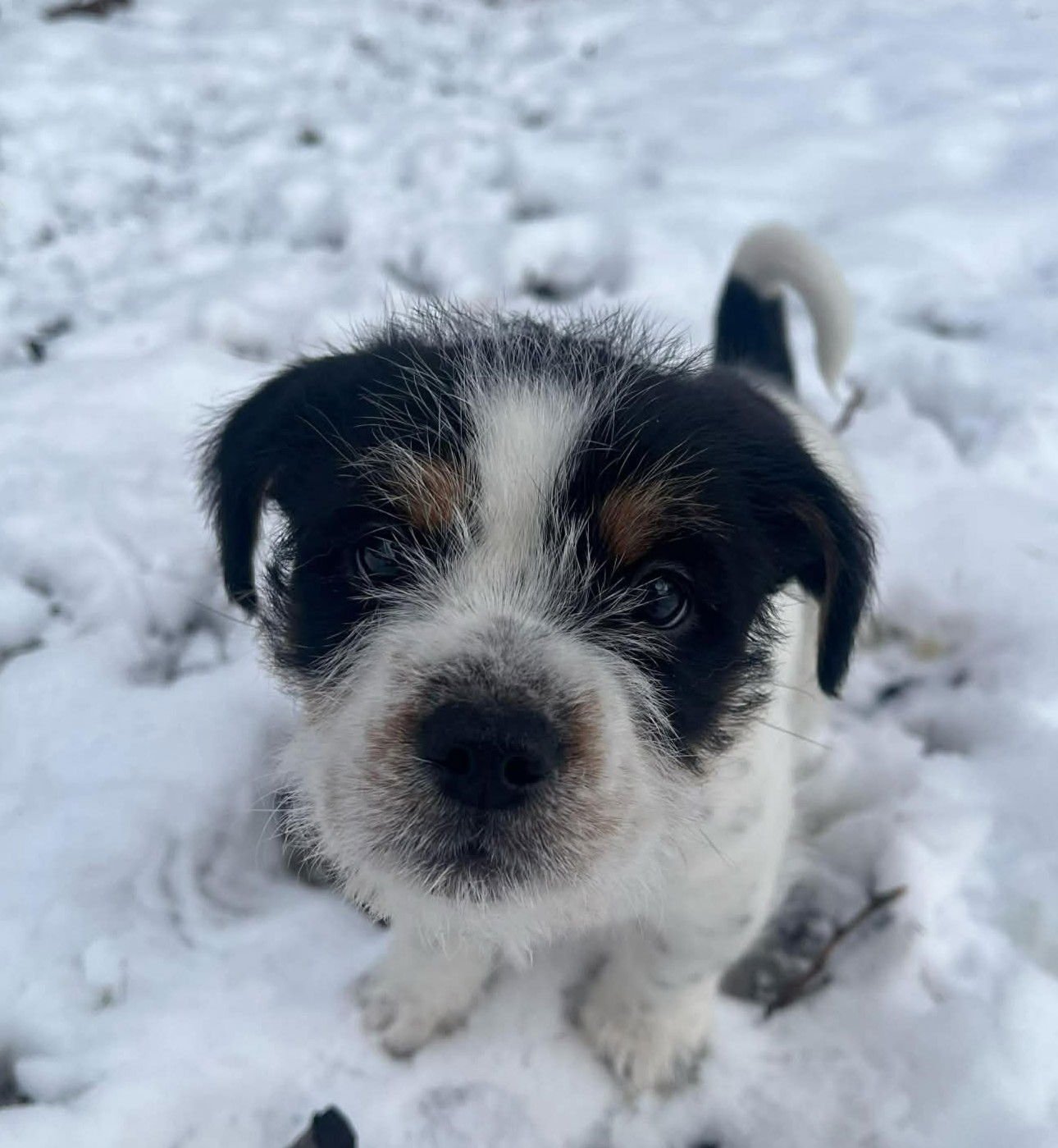 PICKLE - Terrier available for adoption