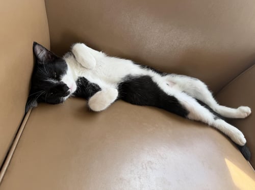 EDGAR ALLAN POE - Domestic Short Hair available for adoption