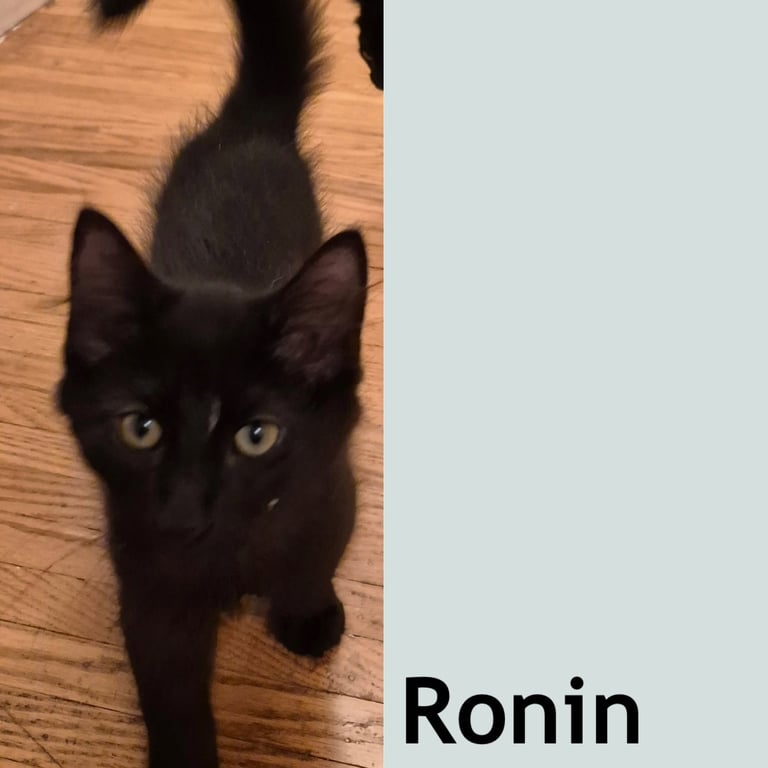 Ronin Image