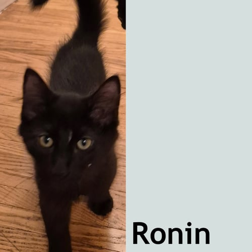RONIN