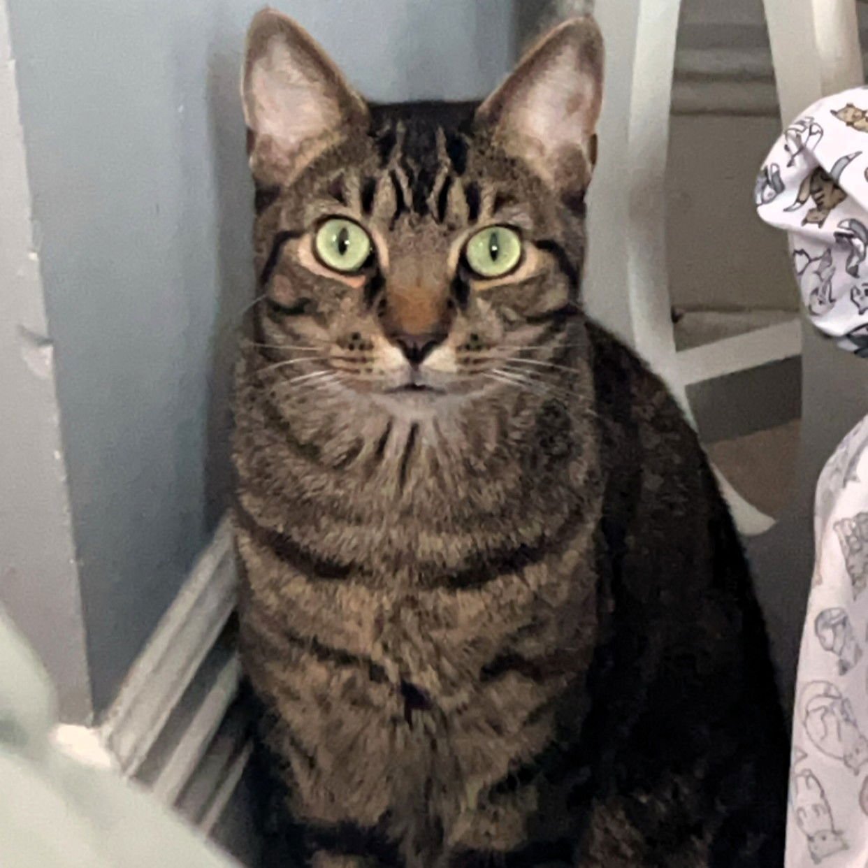 WILBUR - Domestic Short Hair available for adoption