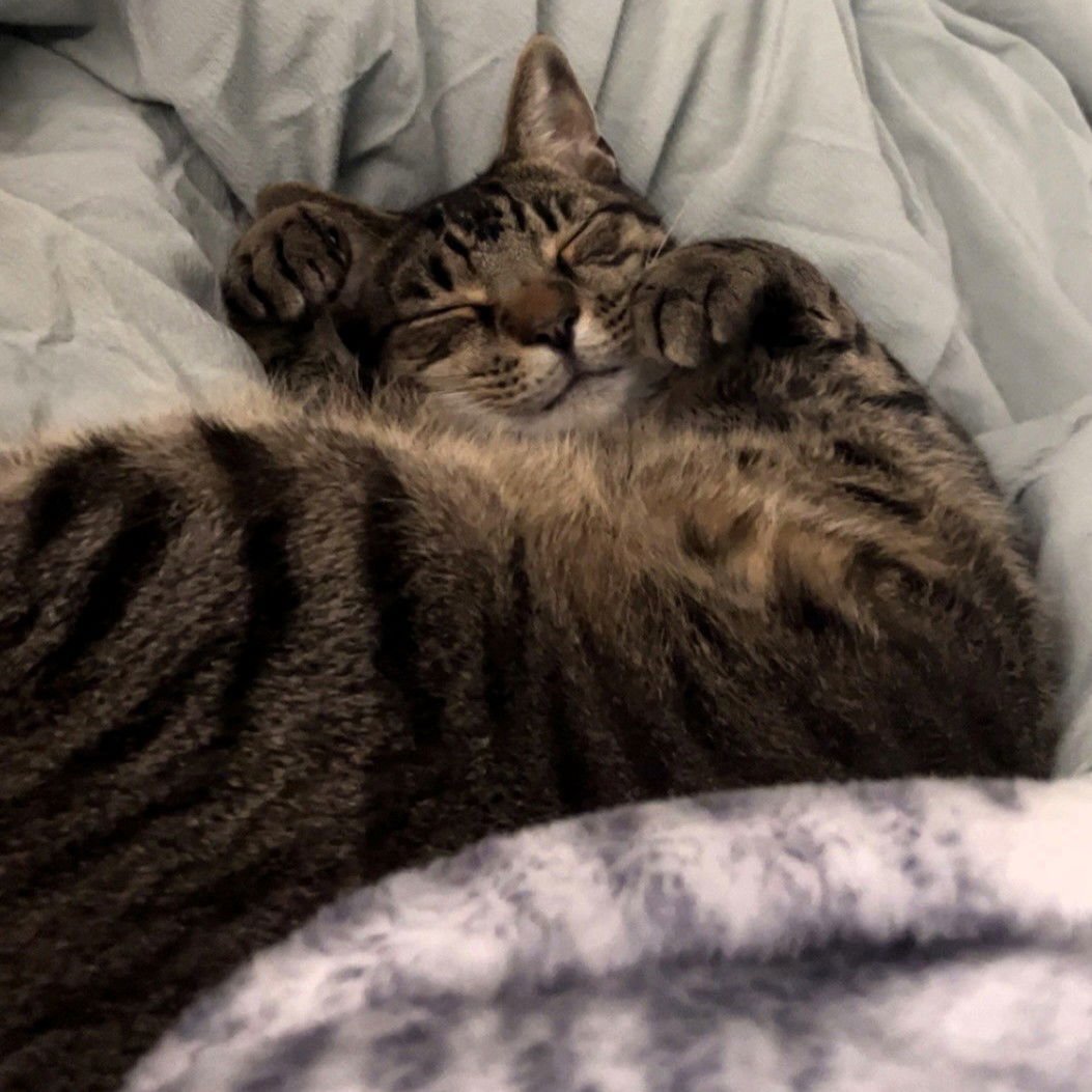 WILBUR - Domestic Short Hair available for adoption