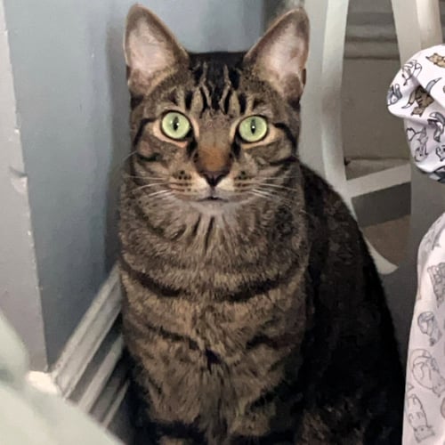 WILBUR - Domestic Short Hair available for adoption