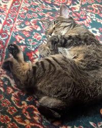 Wilbur - Photo 4
