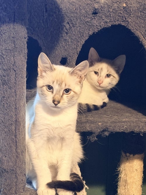 CASPER & GREG - Domestic Short Hair available for adoption