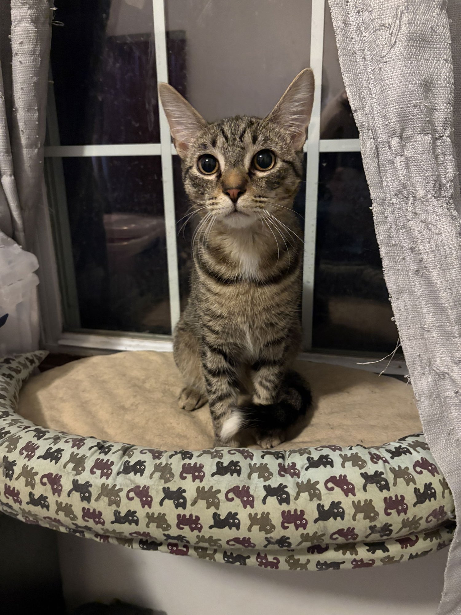 FINNEGAN - Domestic Short Hair available for adoption