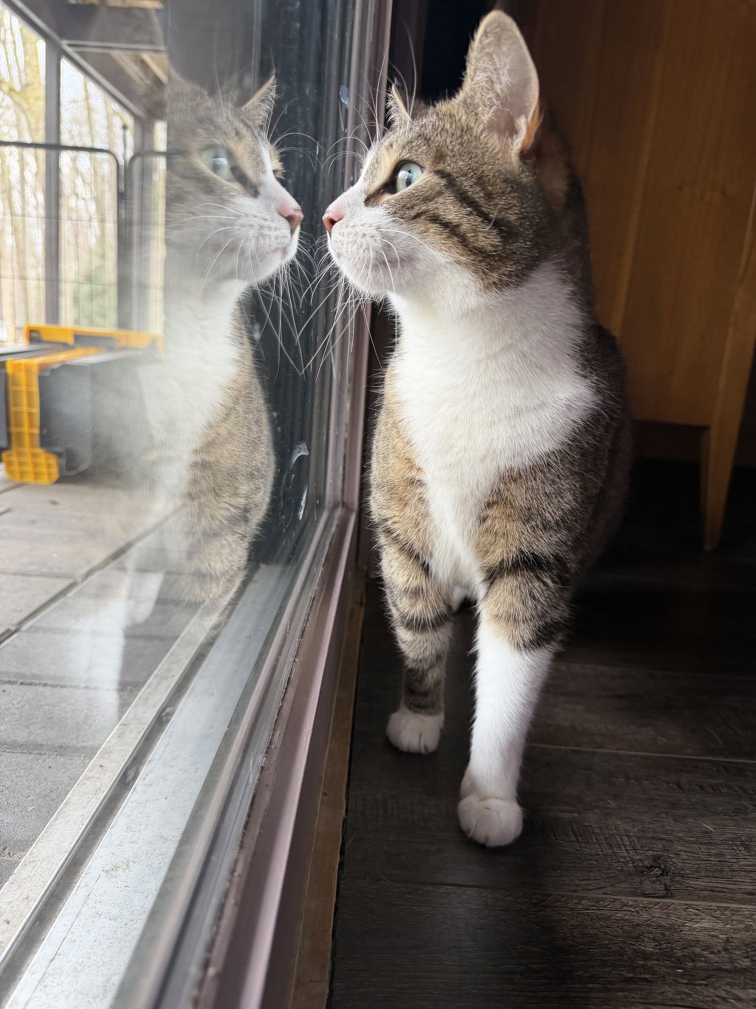 PETUNIA - Domestic Short Hair available for adoption