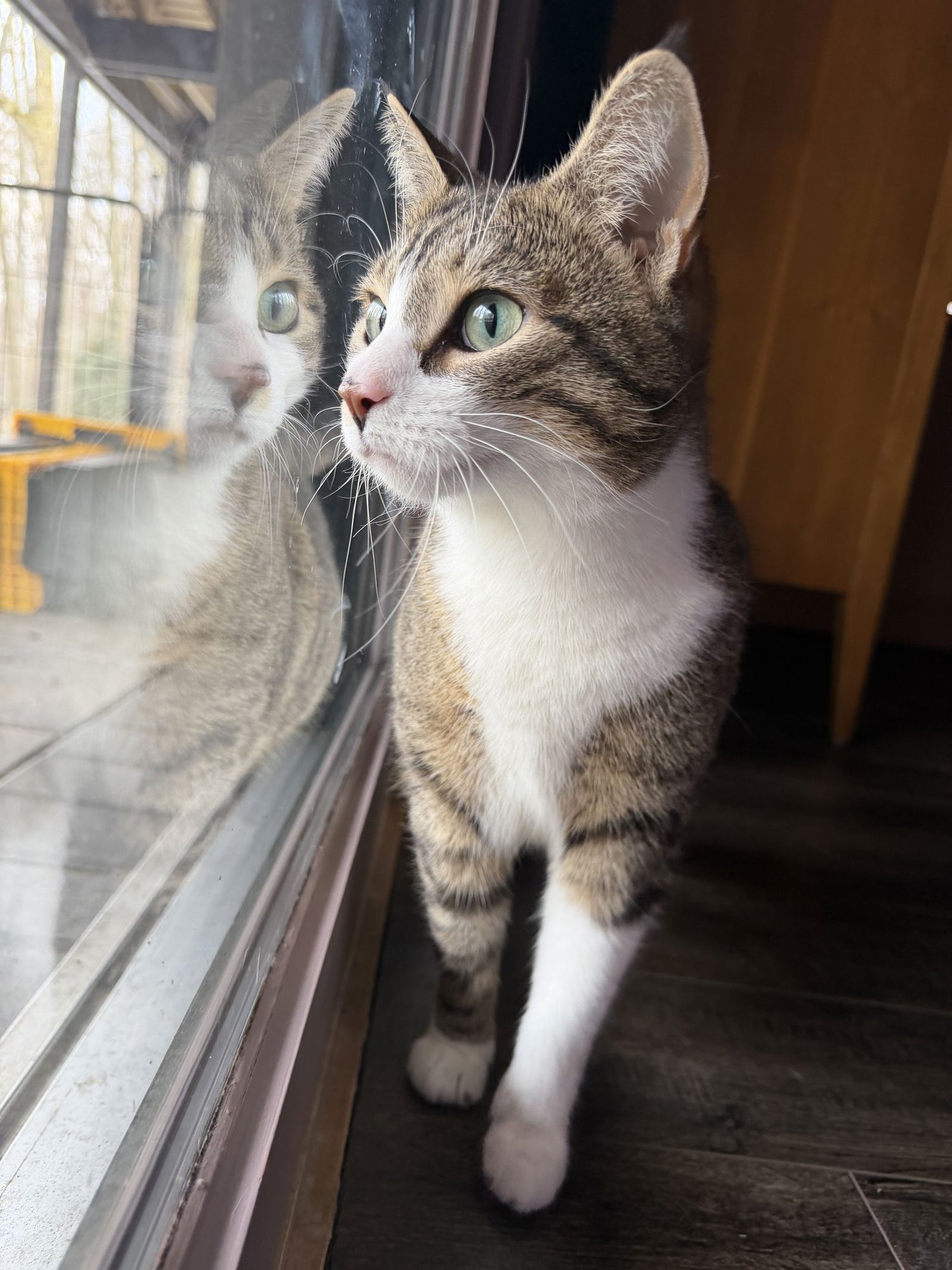 PETUNIA - Domestic Short Hair available for adoption