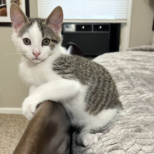 JAKE LEE - Domestic Short Hair available for adoption