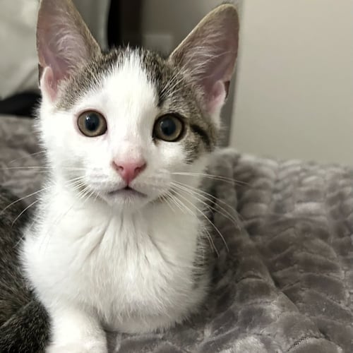 JAKE LEE - Domestic Short Hair available for adoption