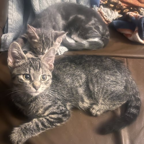 WINSLOW - Domestic Short Hair available for adoption