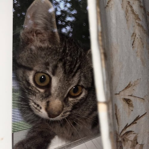 WINSLOW - Domestic Short Hair available for adoption