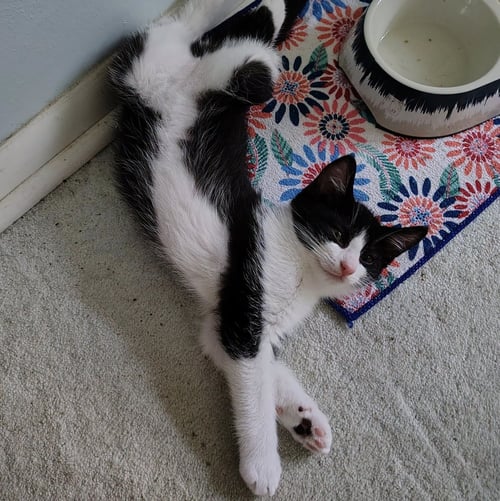 ROMESCO - Domestic Short Hair available for adoption