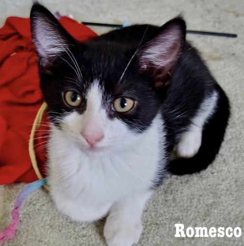 ROMESCO - Domestic Short Hair available for adoption