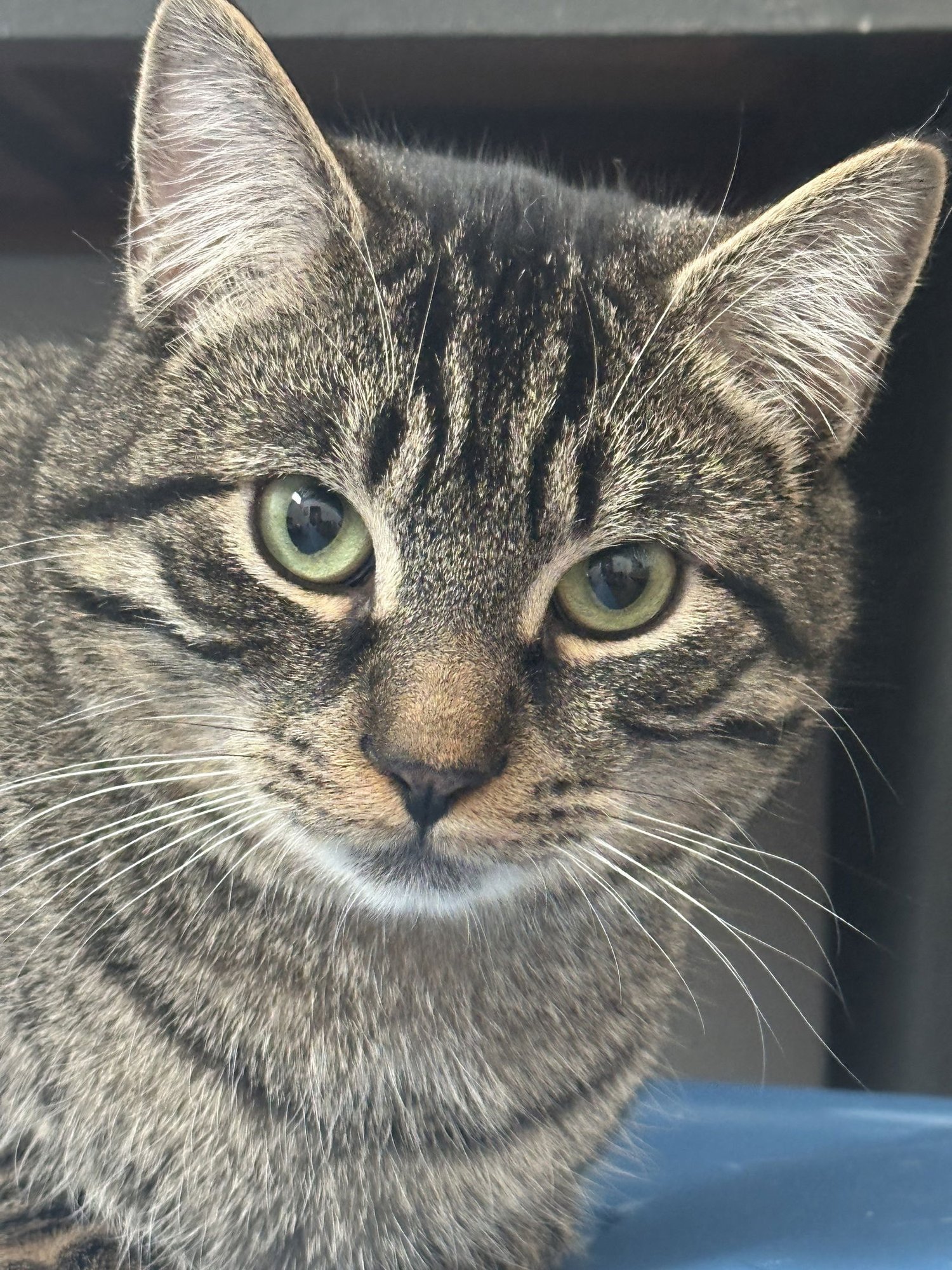 LOOPY - Domestic Short Hair available for adoption