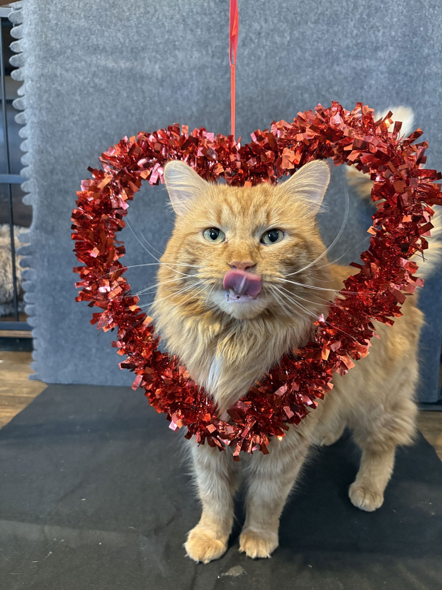 LASAGNA - Domestic Short Hair available for adoption