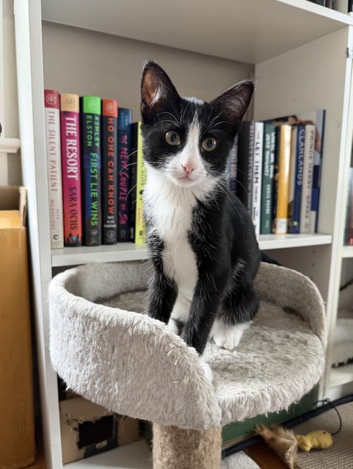 CHARLOTTE BRONTE - Domestic Short Hair available for adoption